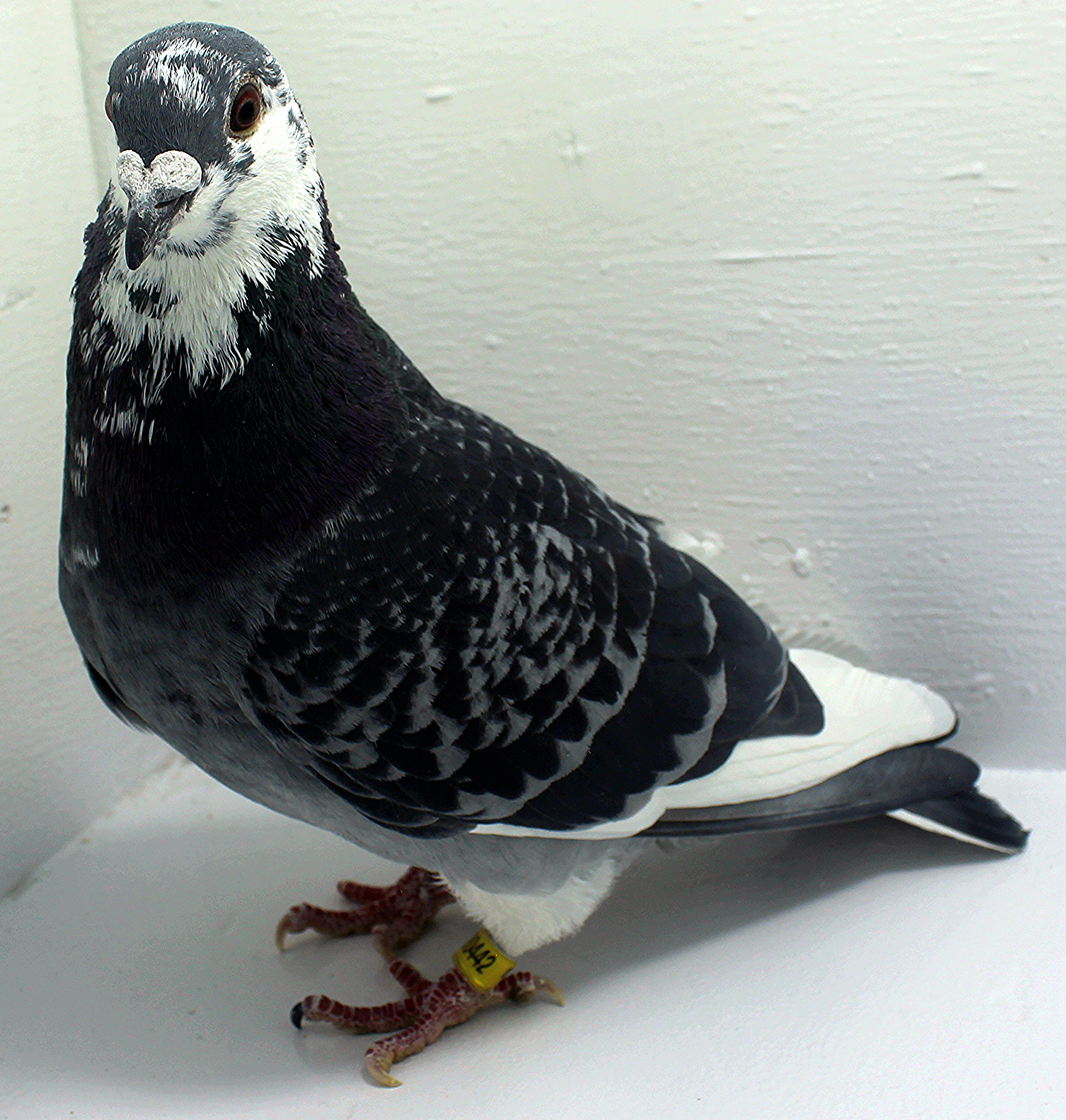 Pigeons For Sale | ClayHaven Farms | Racing Pigeons | Pure